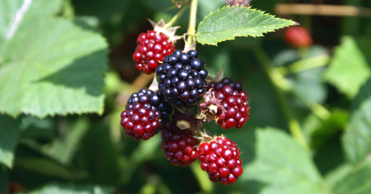 Blackberries (Rubus)