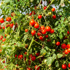 Tomatoes (Solanum)