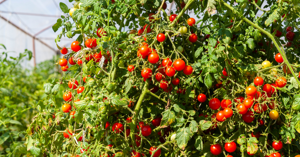 Tomatoes (Solanum)