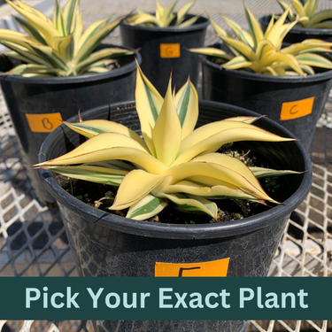 Half-Moon Reverse Variegated Blue Glow Agave