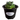 Pixie Agave