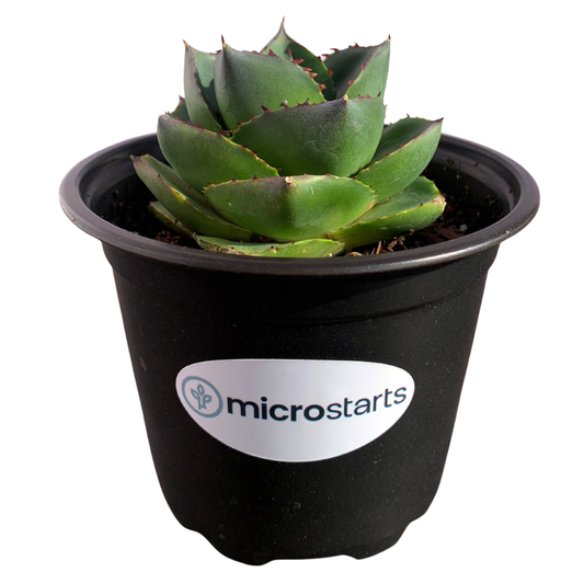 Pixie Agave