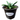 King Ferdinand Agave