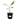 Zebrina Ornamental Banana