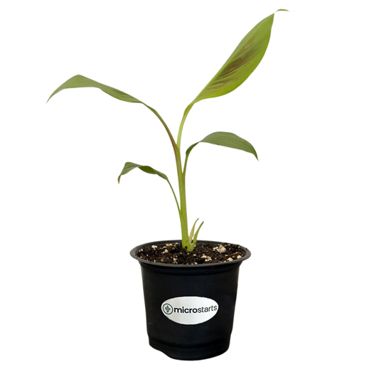 Zebrina Ornamental Banana
