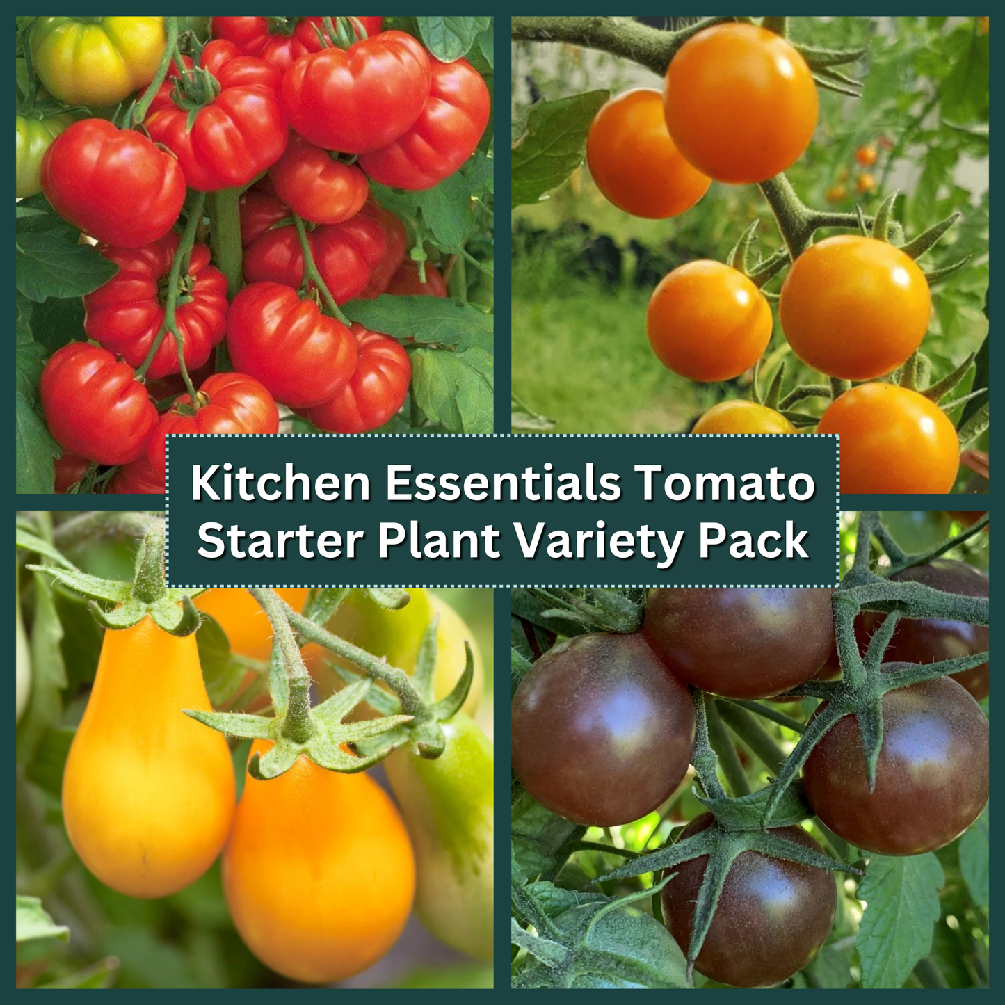 Kitchen Essentials Tomato Starter Plant Variety Pack