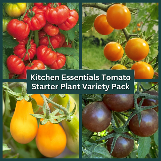 Kitchen Essentials Tomato Starter Plant Variety Pack