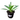 Blue Flame Agave