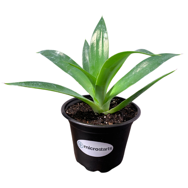 Blue Flame Agave