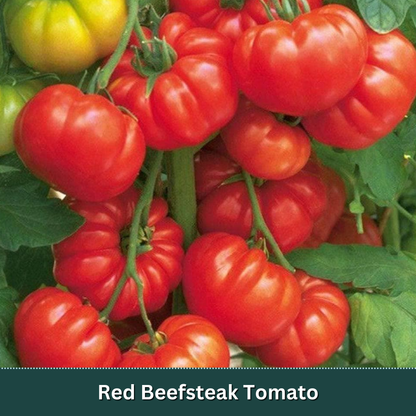Kitchen Essentials Tomato Starter Plant Variety Pack