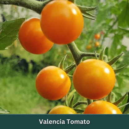 Kitchen Essentials Tomato Starter Plant Variety Pack