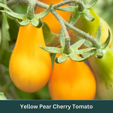 Kitchen Essentials Tomato Starter Plant Variety Pack