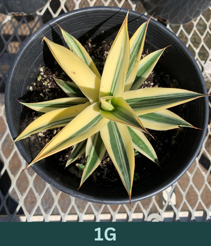 1 Gallon - Agave 'Blue Glow' Half-Moon Reverse Variegated - Succulent Plants - Pick Your Exact Plant!