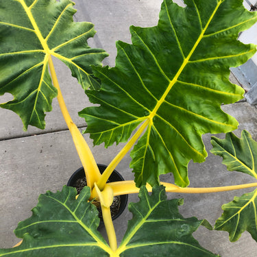 An adult Alocasia 'Golden Dragon' from above. The plant has large, dark green leaves ('as big as elephant ears') with bright yellow veins. The stems of the plant are thick and bright yellow.