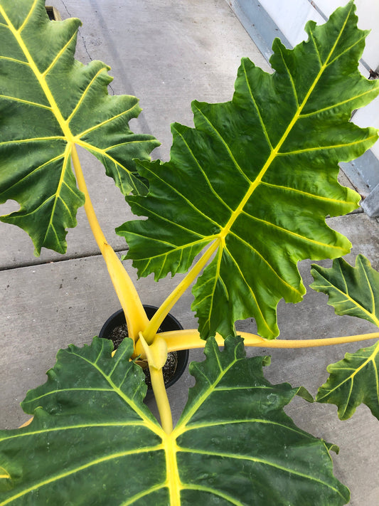 An adult Alocasia 'Golden Dragon' from above. The plant has large, dark green leaves ('as big as elephant ears') with bright yellow veins. The stems of the plant are thick and bright yellow.