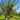 An adult Honeycrisp Apple Tree with ripe apples hanging from the branches.