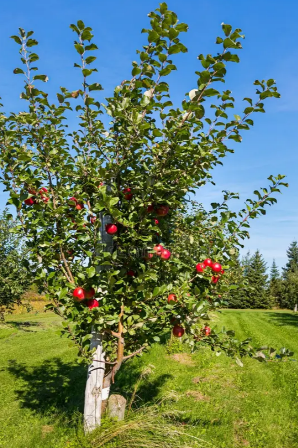 An adult Honeycrisp Apple Tree with ripe apples hanging from the branches.