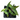 Boutin Blue Agave