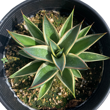California Glow Agave