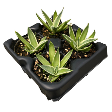 California Glow Agave