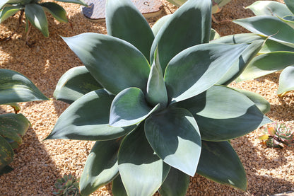 Agave 'Boutin Blue' Succulent Starter Plants - MicroStarts Plant Plugs 4 Pack