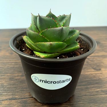 Pixie Agave