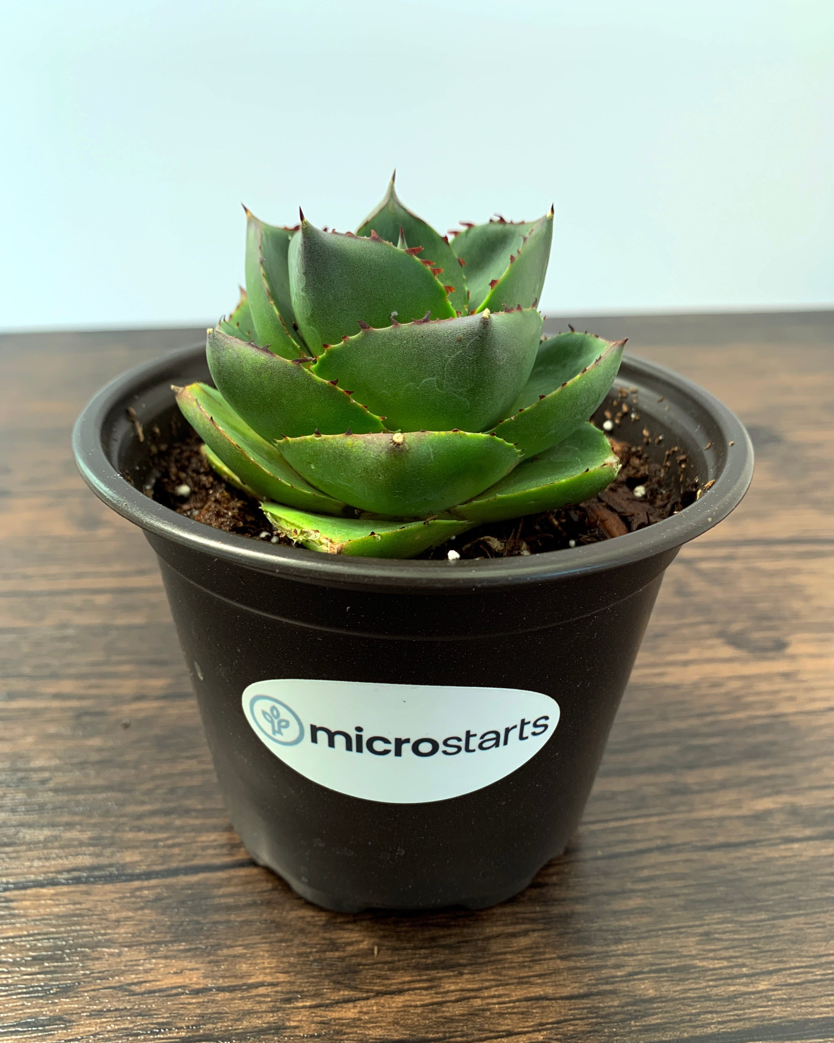 agave succulent Pixie Agave 4 inch pot