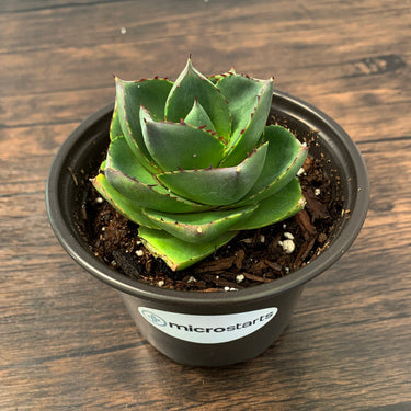 Pixie Agave