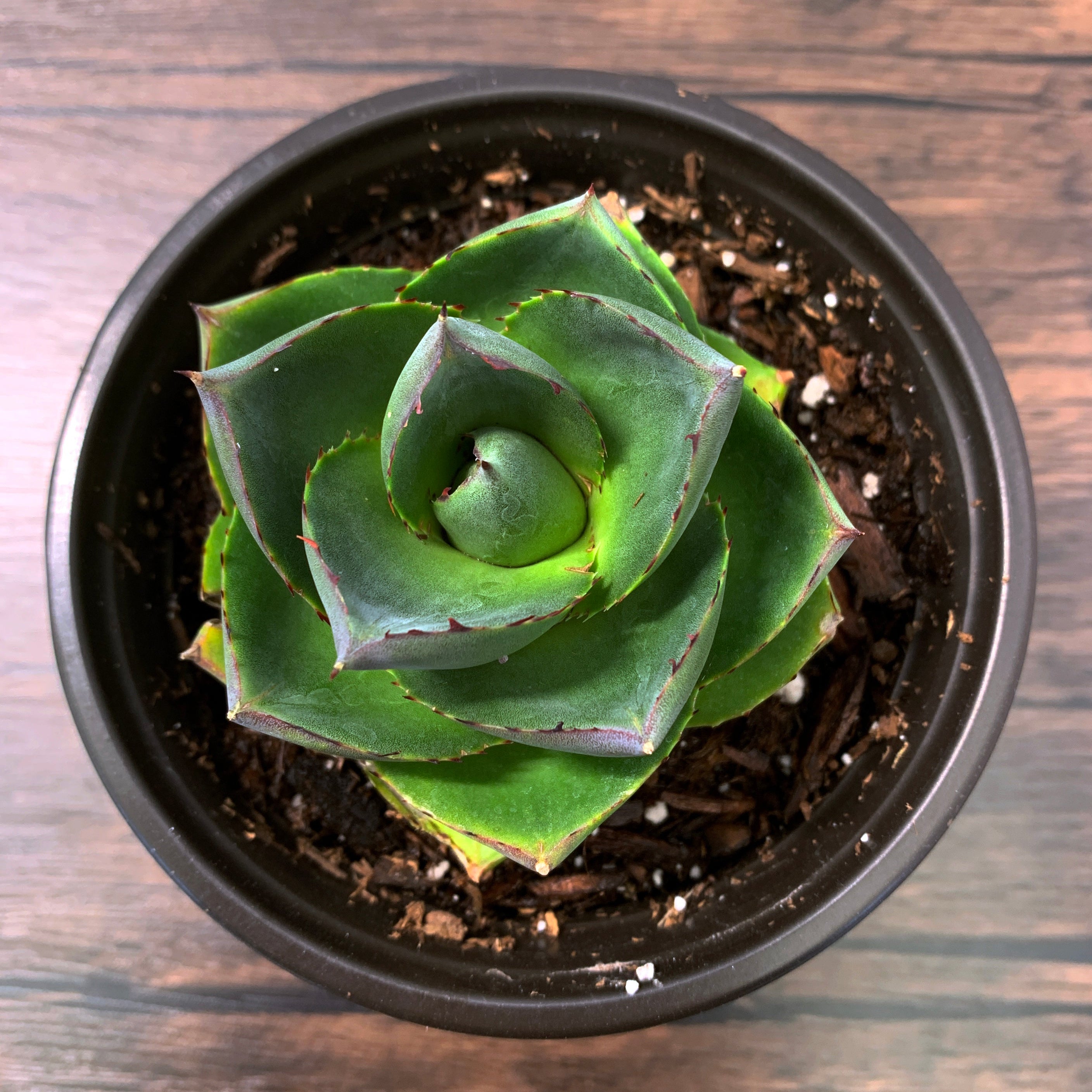 agave succulent Pixie Agave 4 inch pot