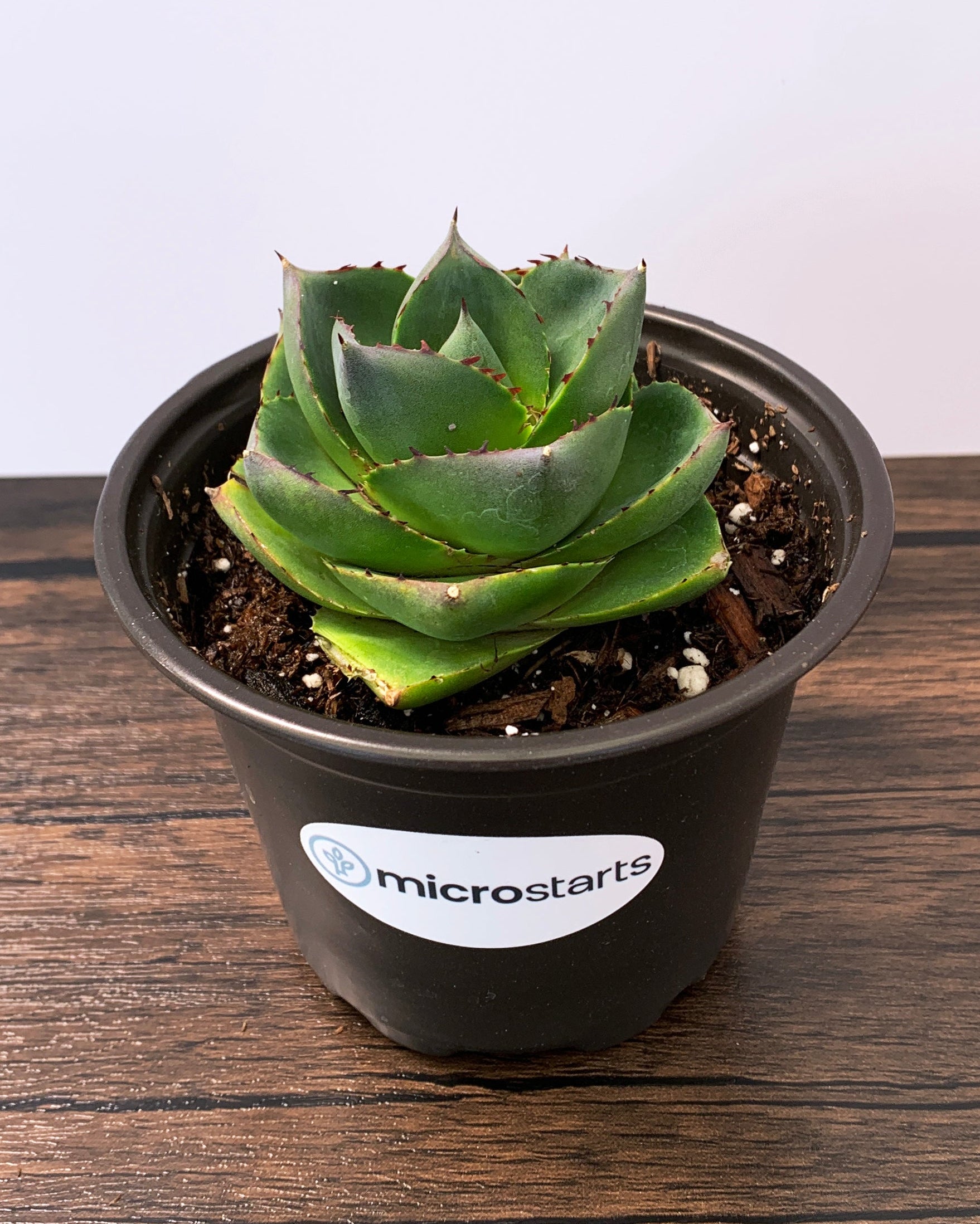 succulent plant agave Pixie Agave 4 inch pot