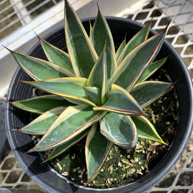 An Agave 'Snow Glow' in a 1 gallon pot. It's yellow variegation and red ridges are prominently visible.