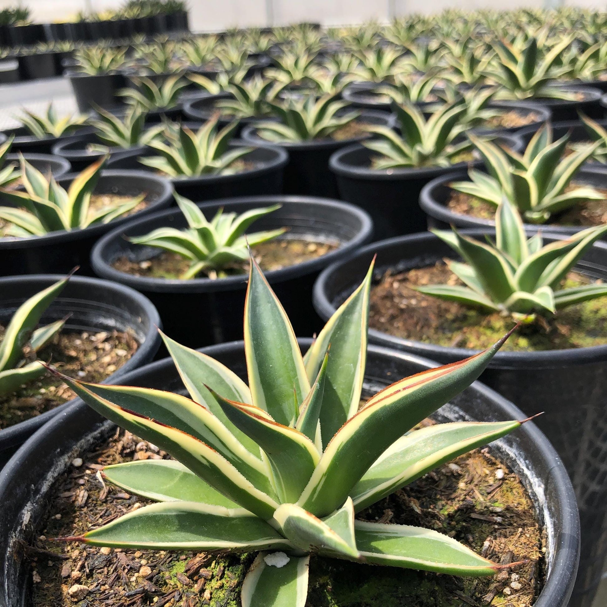 Numerous Agave 'Snow Glow' in 1 gallon pots. Some are shorter and flatter, while others are taller and bushier.