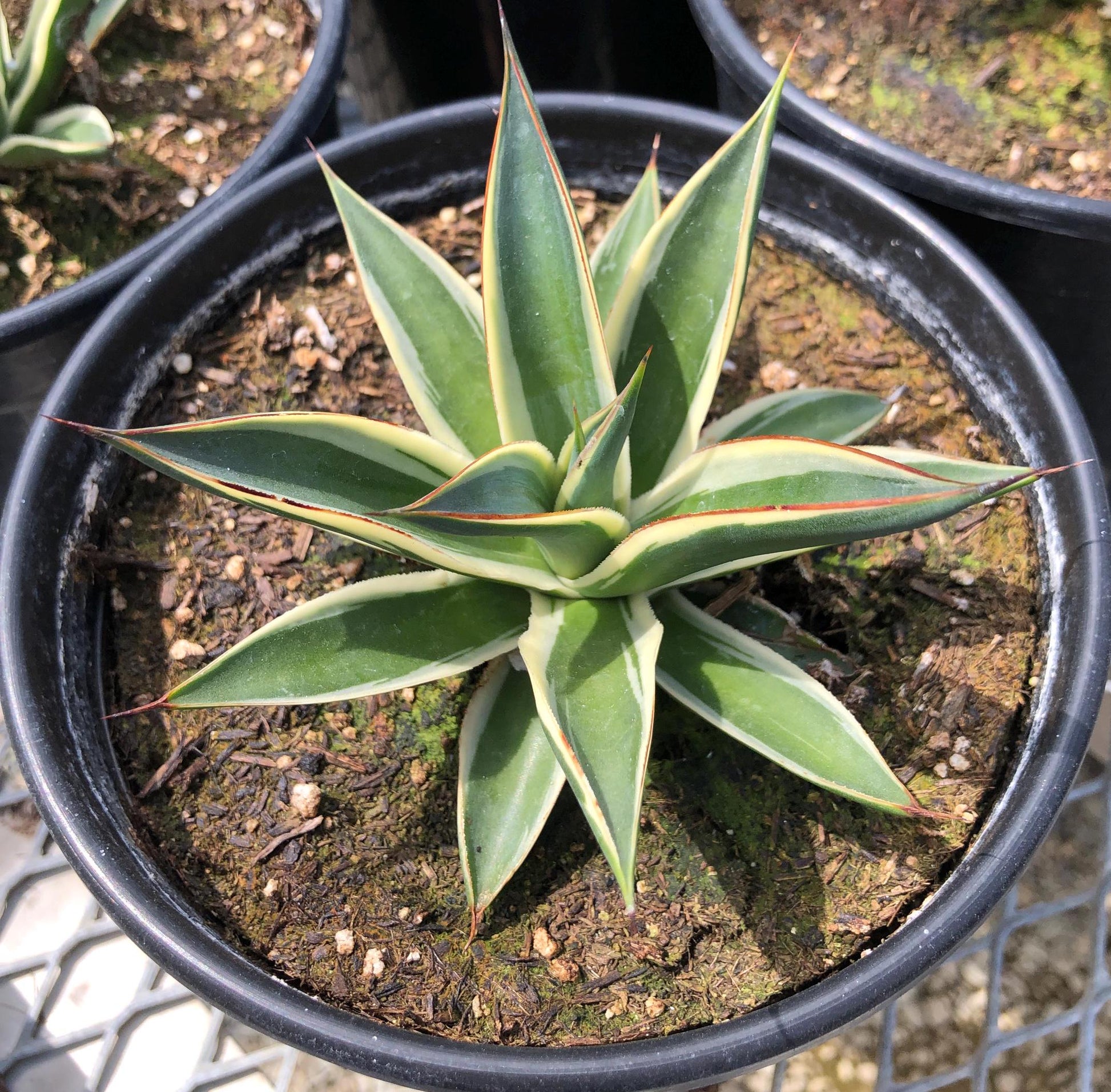 An Agave 'Snow Glow' in a 1 gallon pot. The close-up shows the texture of the variegation, and the red ridges, ranging from light red to burn sienna brown.