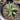 An Agave 'Snow Glow' in a 1 gallon pot. The close-up shows the texture of the variegation, and the red ridges, ranging from light red to burn sienna brown.