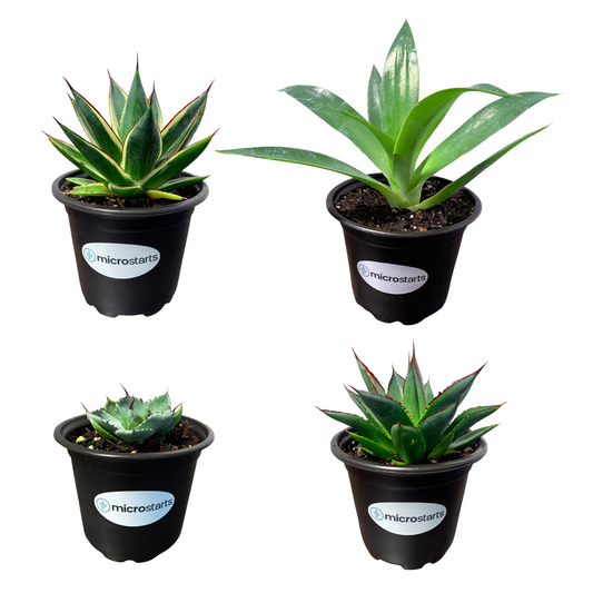 Agave Variety Pack