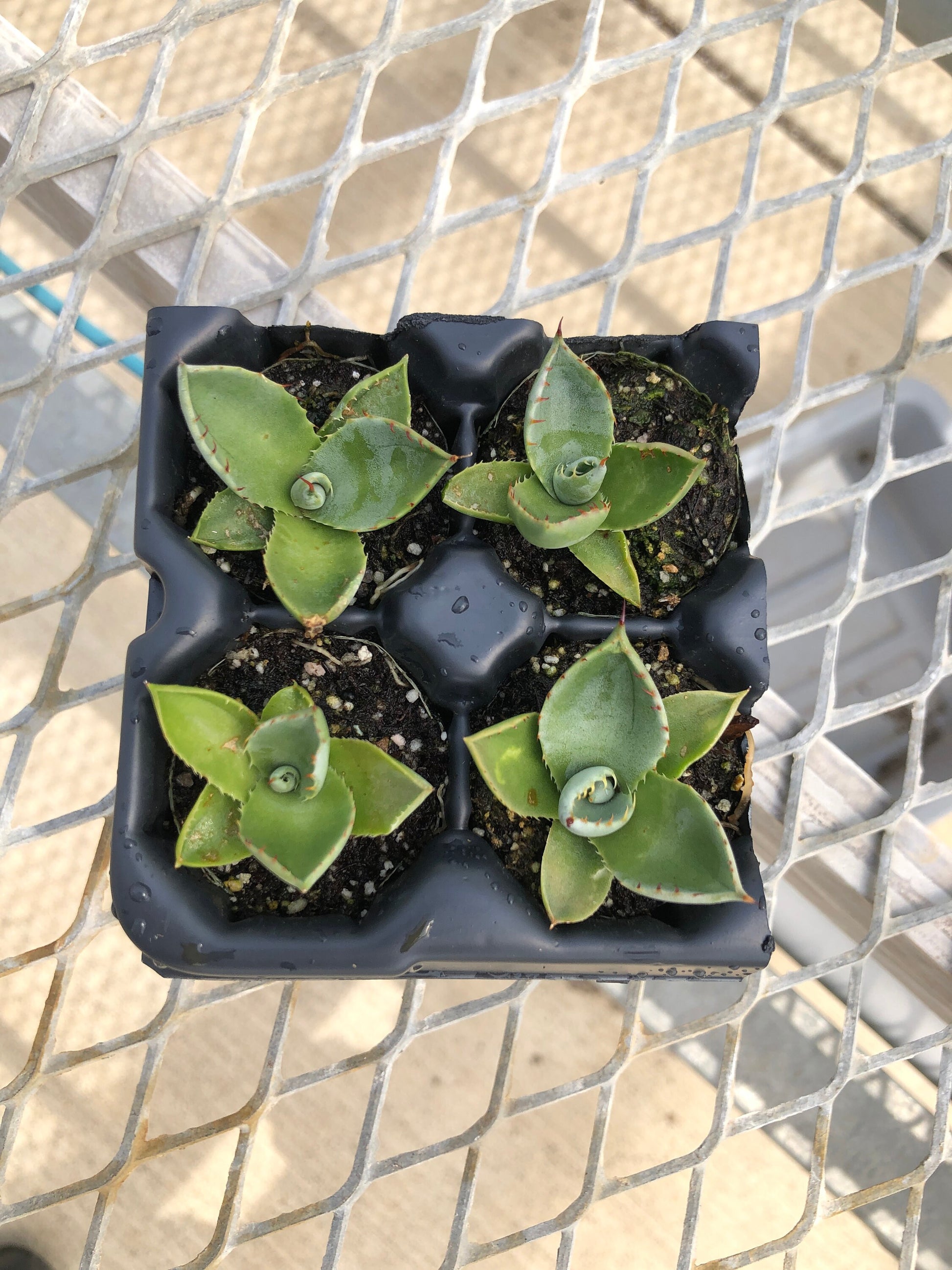 A 4 pack of Agave parryi 'Truncata' pictured from above. The agave all show the wide, rounded leaves of Truncata, with a tight rosette in the middle. All has small brown spikes.