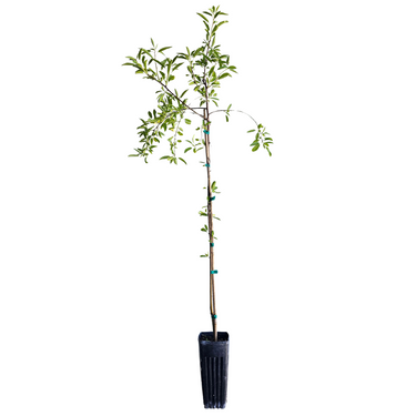 'All-in-One' Almond
