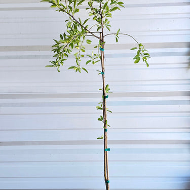 An All-In-One almond tree for sale in a Proptek growing pot. The tree has some small leaves at the bottom of the trunk, and newer growth can be seen growing from the top of the tree.