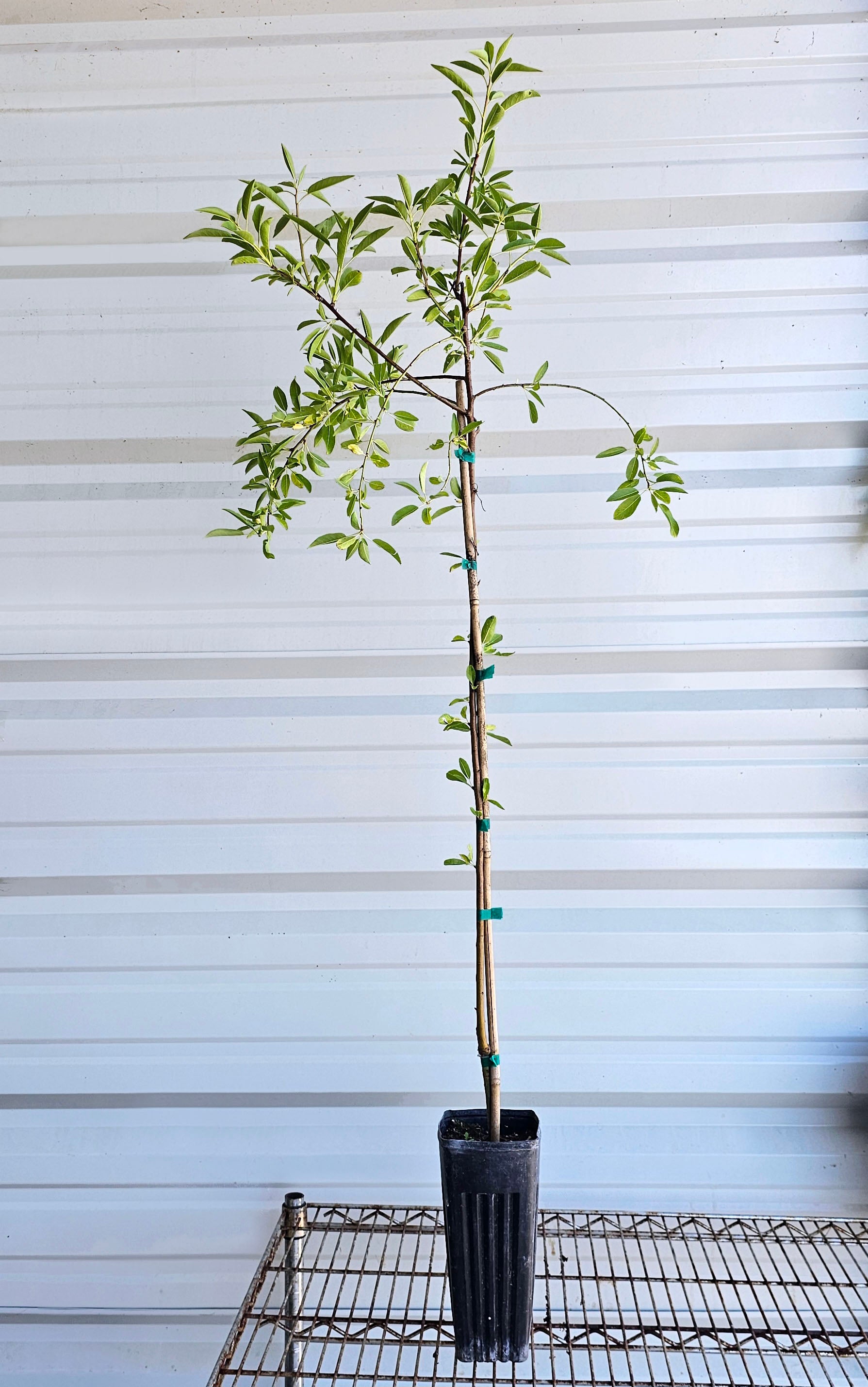 An All-In-One almond tree for sale in a Proptek growing pot. The tree has some small leaves at the bottom of the trunk, and newer growth can be seen growing from the top of the tree.
