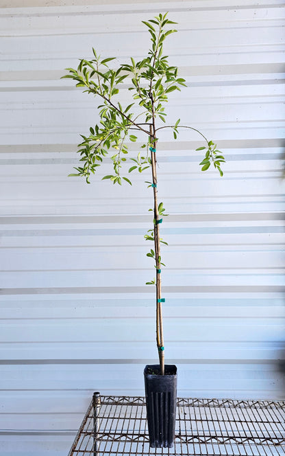 An All-In-One almond tree for sale in a Proptek growing pot. The tree has some small leaves at the bottom of the trunk, and newer growth can be seen growing from the top of the tree.