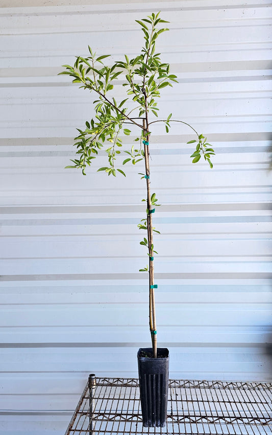An All-In-One almond tree for sale in a Proptek growing pot. The tree has some small leaves at the bottom of the trunk, and newer growth can be seen growing from the top of the tree.
