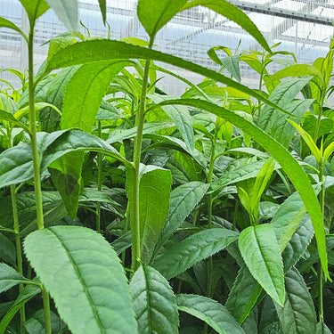 Young almond plants growing in our greenhouses. The plants have long, bright green leaves and sturdy, green shoots.