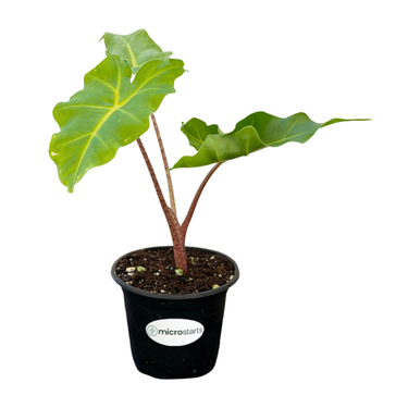 Golden Dragon Alocasia