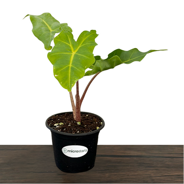Golden Dragon Alocasia