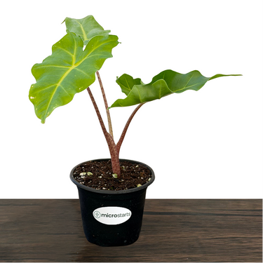 Golden Dragon Alocasia