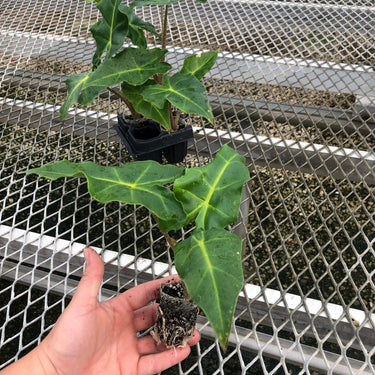 A 4 pack of Alocasia 'Golden Dragon' with one starter plant pulled out to show detail. The starter plant, being held in a hand for scale, has three dark green leaves that are about hand sized, and healthy roots are visible in the compostable soil pot.