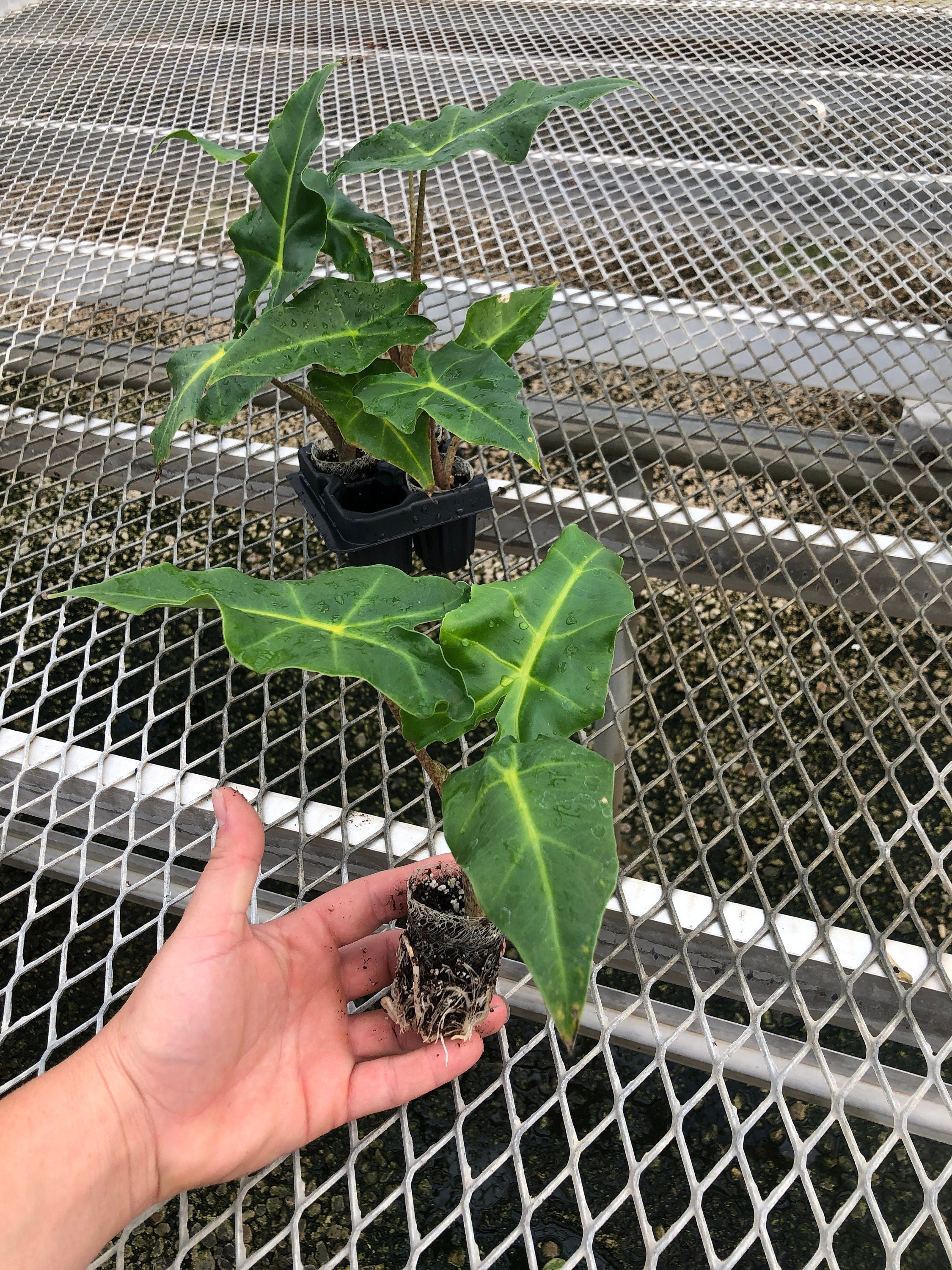 Golden Dragon Alocasia Starter Plants Elephant Ear Houseplants golden-dragon-alocasia-starter-plants-elephant-ear-houseplants