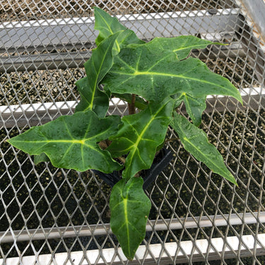 A 4 pack of Alocasia 'Golden Dragon' pictured from above. These young 'Golden Dragon' are already showing their characteristic dark green leaves and yellow veins. Several leaves are quite large, up to 8 inches in length.