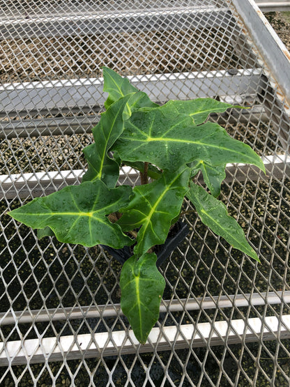 A 4 pack of Alocasia 'Golden Dragon' pictured from above. These young 'Golden Dragon' are already showing their characteristic dark green leaves and yellow veins. Several leaves are quite large, up to 8 inches in length.