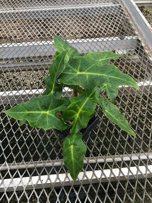 A 4 pack of Alocasia 'Golden Dragon' pictured from above. These young 'Golden Dragon' are already showing their characteristic dark green leaves and yellow veins. Several leaves are quite large, up to 8 inches in length.